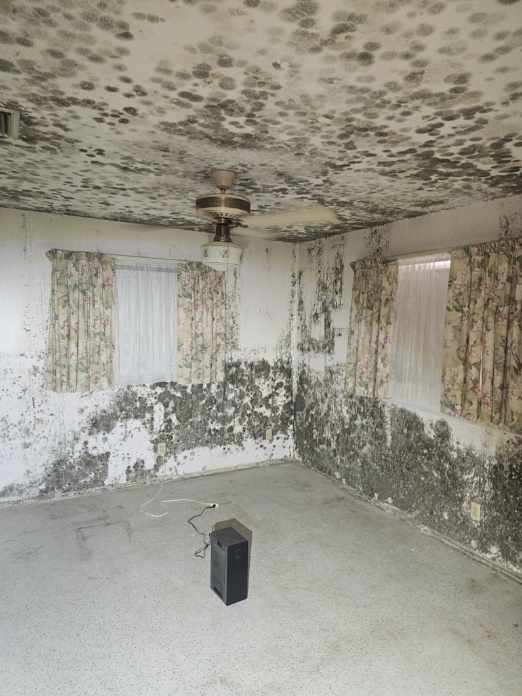 Severely mold-infested room showing extensive black mold growth covering the ceiling, walls, and patterned curtains Severely mold-infested room showing extensive black mold growth covering the ceiling, walls, and patterned curtains