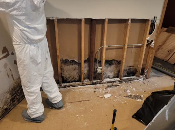 Mold remediation technician in white hazmat suit assessing extensive black mold damage on exposed wall studs in a Florida home Mold remediation technician in white hazmat suit assessing extensive black mold damage on exposed wall studs in a Florida home