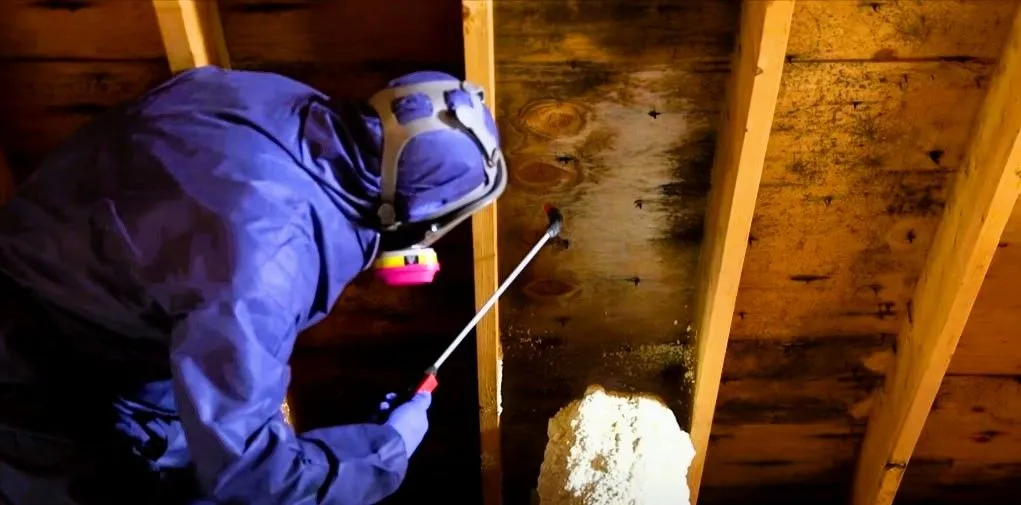 Licensed mold remediation technician in blue hazmat suit and respirator treating mold on exposed floor joists in a Florida crawlspace Licensed mold remediation technician in blue hazmat suit and respirator treating mold on exposed floor joists in a Florida crawlspace