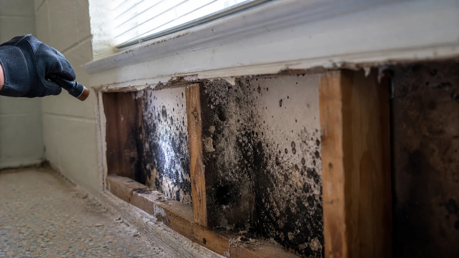 Dark mold growth exposed behind removed drywall beneath a window in a Florida home Dark mold growth exposed behind removed drywall beneath a window in a Florida home