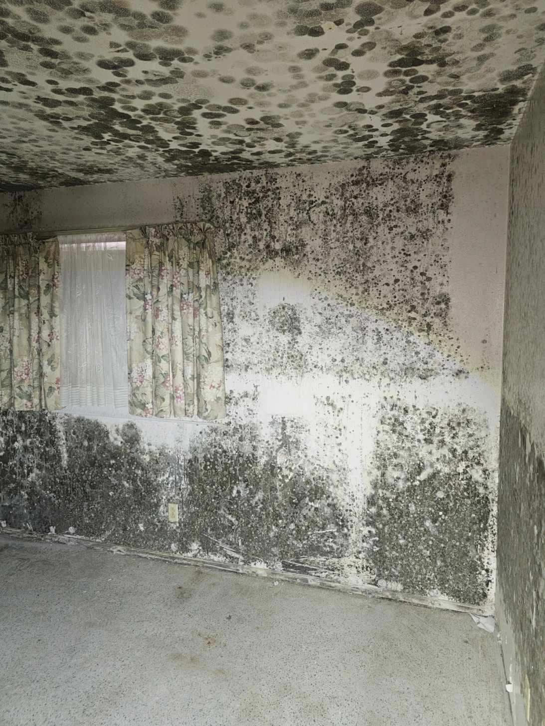 Room with heavy mold growth across the walls and ceiling found during a Florida mold inspection Room with heavy mold growth across the walls and ceiling found during a Florida mold inspection