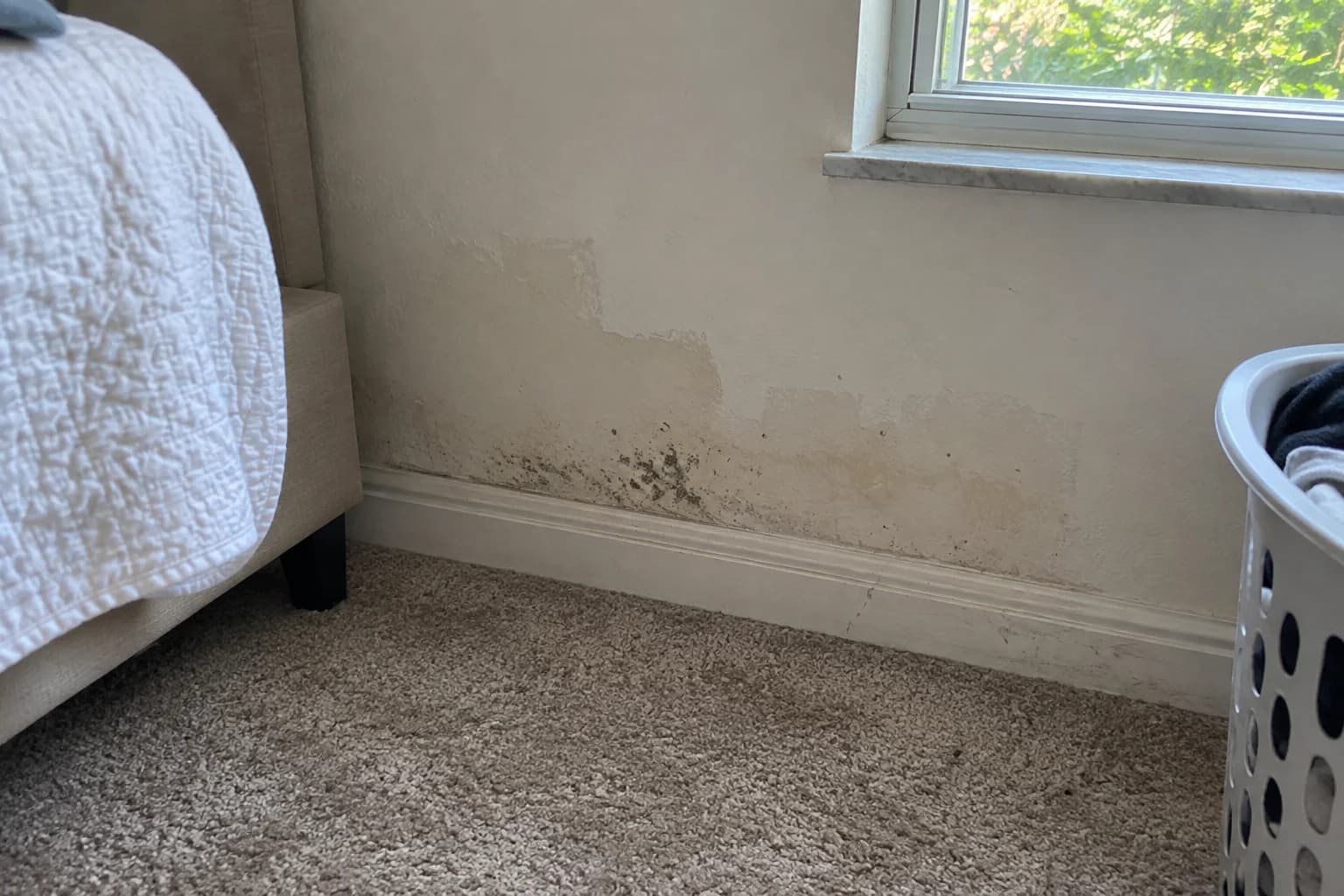 Small mold patches and peeling paint along a bedroom wall above the baseboard Small mold patches and peeling paint along a bedroom wall above the baseboard